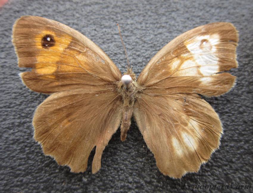 Maniola jurtina janira female (aberrant gomel oblast belarus 2004) (Internet Image property of respective owner, non-commercial use only)